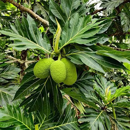 Breadfruit Plant — Exotic Fruits sapling available at Agro Nursery Garden